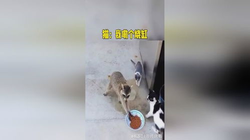 浣熊拿猫粮gif