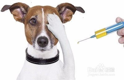 狗狗疫苗如何打最合适