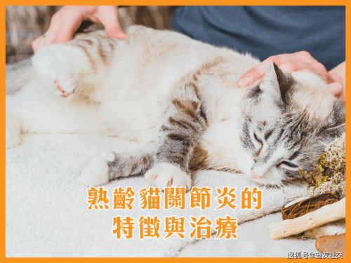 猫关节炎如何治疗