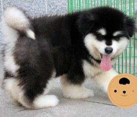 阿拉斯加幼犬多大可以吃干狗粮