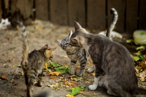 猫咪多久可以放养