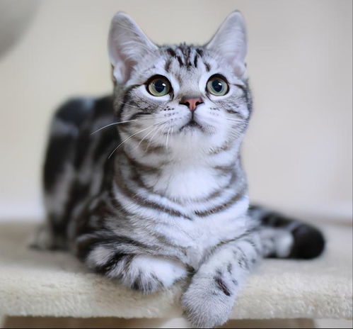 英短猫公猫成年后有几斤
