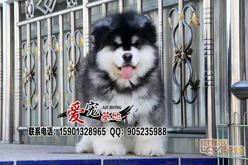 阿拉斯加犬多少钱一只