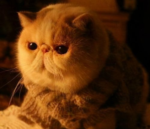 加菲猫食欲不振