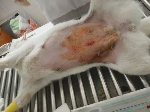 母狗怀孕后多久可以绝育