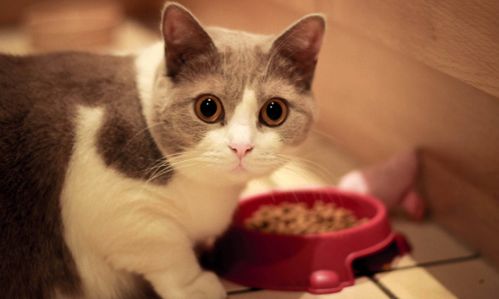 什么叫室内猫粮