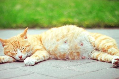 猫怀孕多长时间能看出来