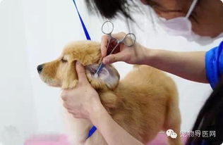 怎么给狗狗洗眼屎