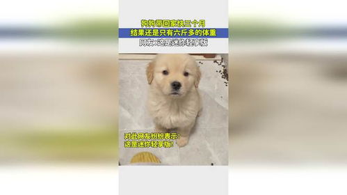 三个月的小狗体重应该是多少