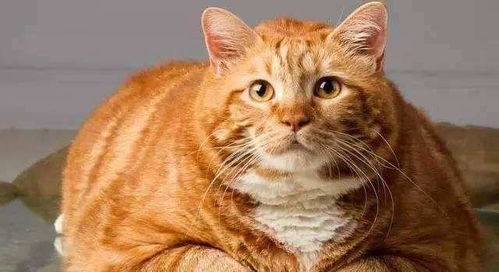 给猫吃啥能长胖