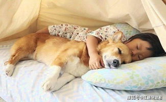 狗与人睡在一起好吗