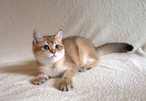 猫换了猫粮眼屎变多