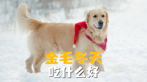 金毛能吃的食物