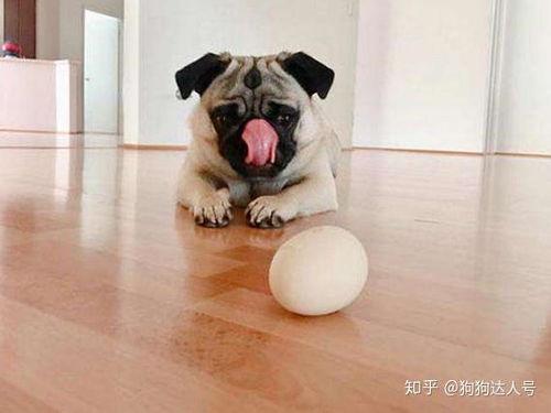 狗可以食鸡蛋吗