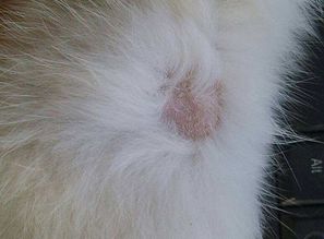 猫咪吃毒猫粮的会有什么症状