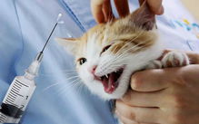 猫咪打疫苗除虫