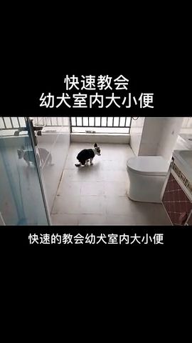 幼犬多久可以教会大小便