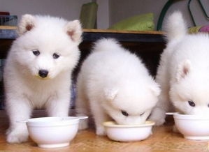 狗狗腹水但是食欲正常