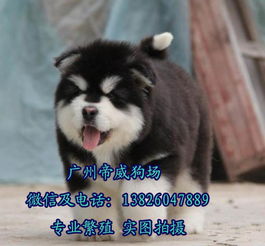 阿拉狗多少钱一只