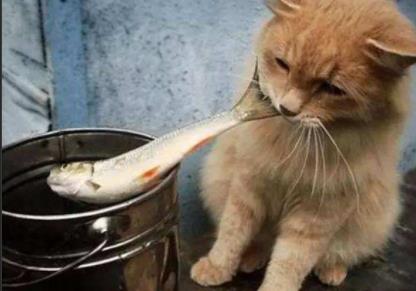 猫可以吃人吃的什么