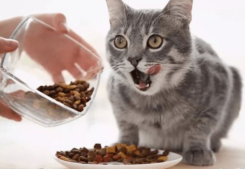 什么猫粮能让猫长胖