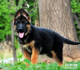 东德幼犬怎么看品相