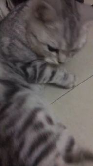 猫咪多久会和主人亲近起来