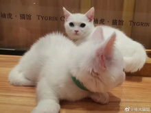 增加猫咪食欲的药
