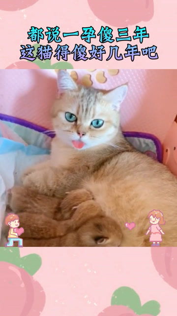 猫一般多久生一窝