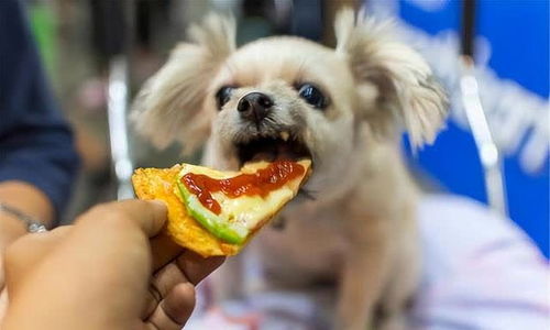 狗狗什么时候喂零食
