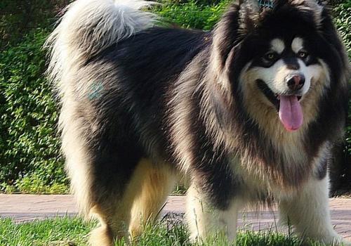 阿拉斯加犬不喂狗粮怎么办