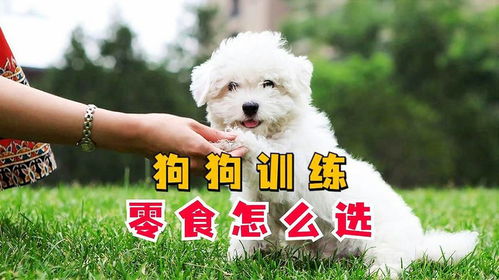 小狗训练用什么零食
