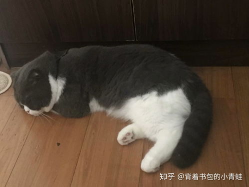 怎样教猫睡自己的窝