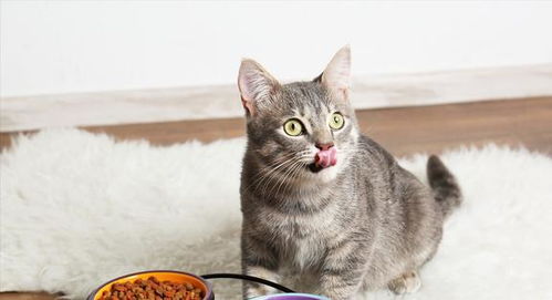 不给猫咪吃好猫粮