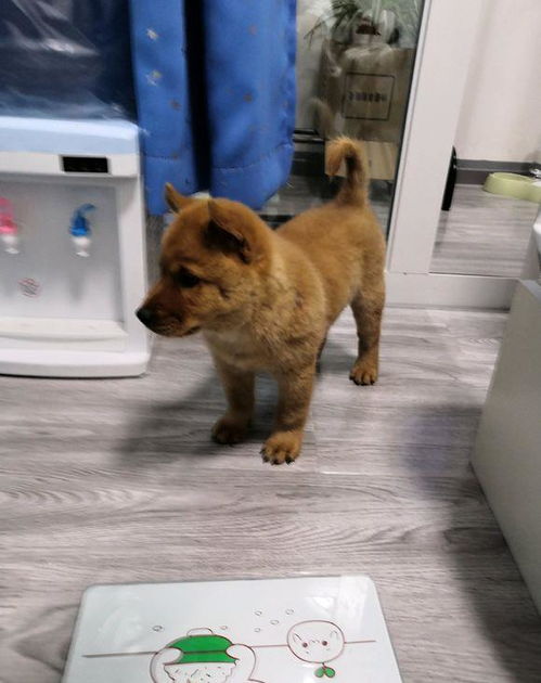 柴犬体重多少斤