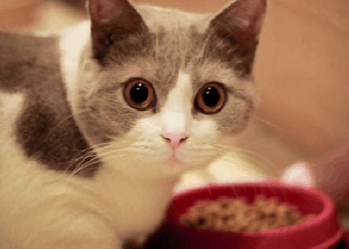 猫换粮会吐嘛