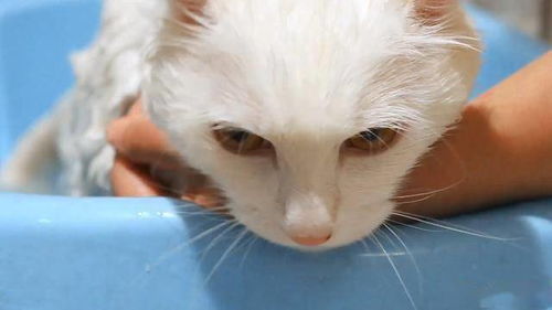 多久给小猫洗一次澡