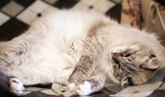 猫咪绝育的好处坏处分析