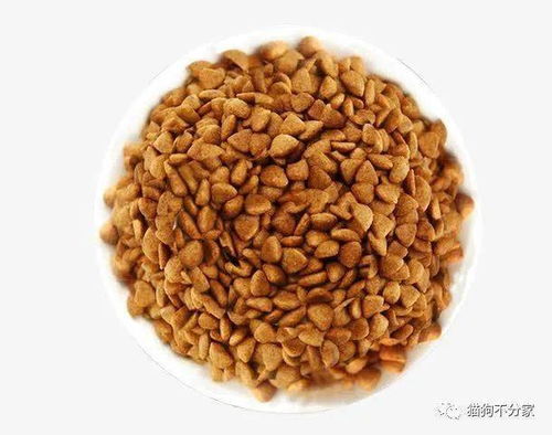 泡过的狗粮过几个小时还能吃吗