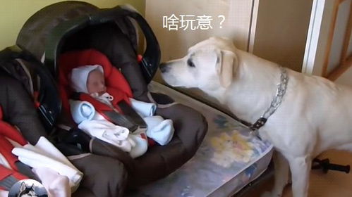 狗狗买回家多久能出门