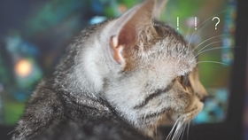 猫吃完猫粮多久拉粑粑