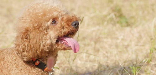 老年犬一天运动多久