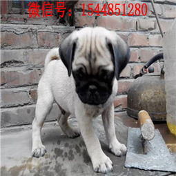 鹰版巴哥犬有什么特点