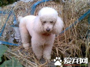 狗狗得了细小多长时间能康复