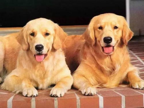 金毛成犬多重正常