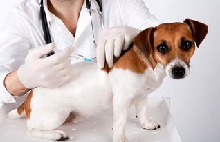 狗狗打了狂犬疫苗什么时候可以洗澡