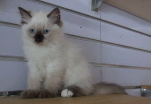 有繁育权的布偶猫多少钱一只