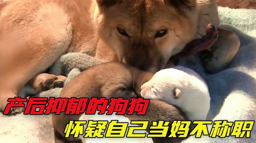 母狗产后会抑郁吗