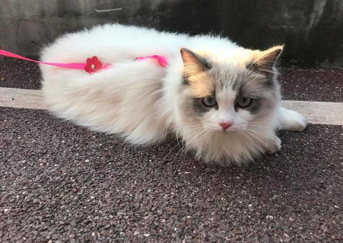 宠物猫活多久会死