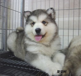 阿拉斯加犬两个月